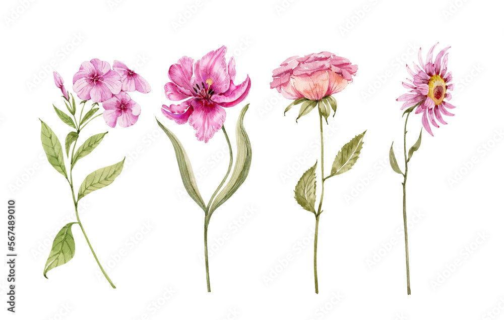Set of watercolor illustrations of pink flowers on a white background. hand painted for design and invitations.