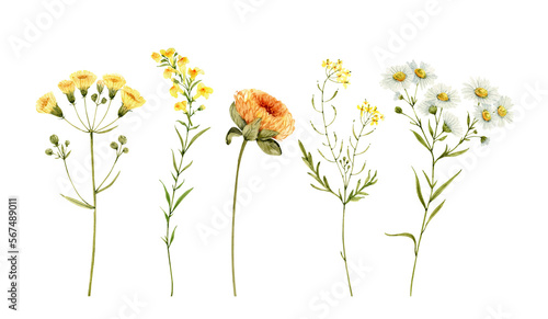 Bild auf Leinwand Set of watercolor illustrations of yellow flowers on a white background