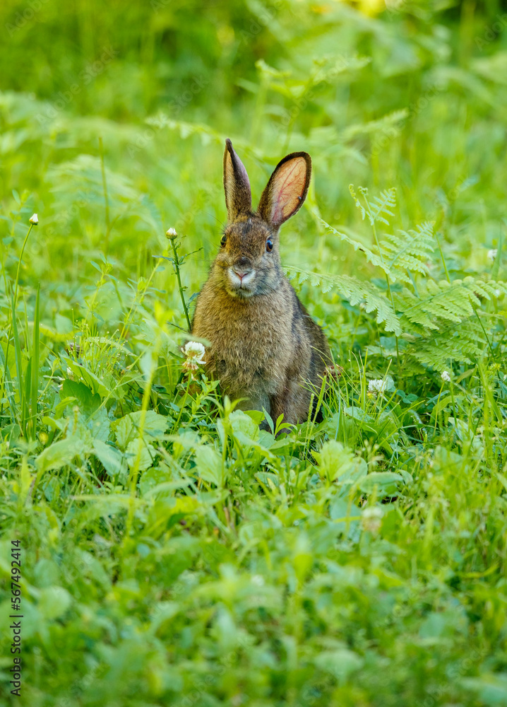 Obraz premium Snowshoe hare in summer time