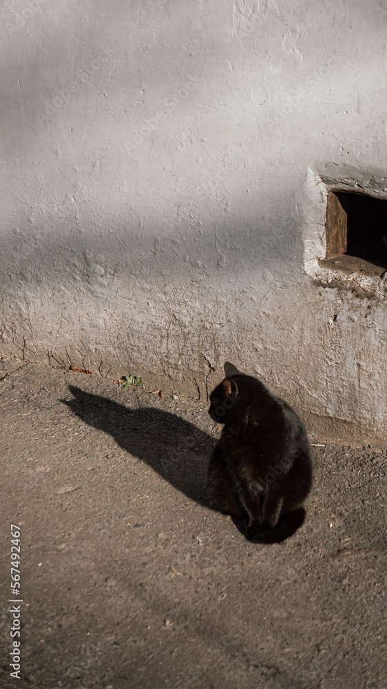 Fototapeta premium Black cat near the wall