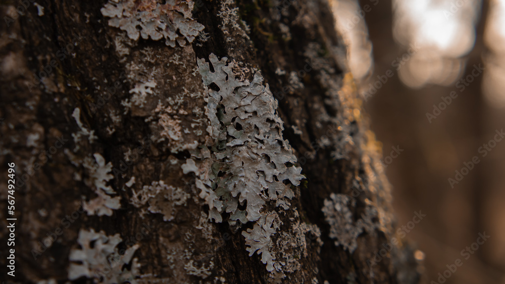 Lichen on the bark of a tree Lichen on the bark of a tree