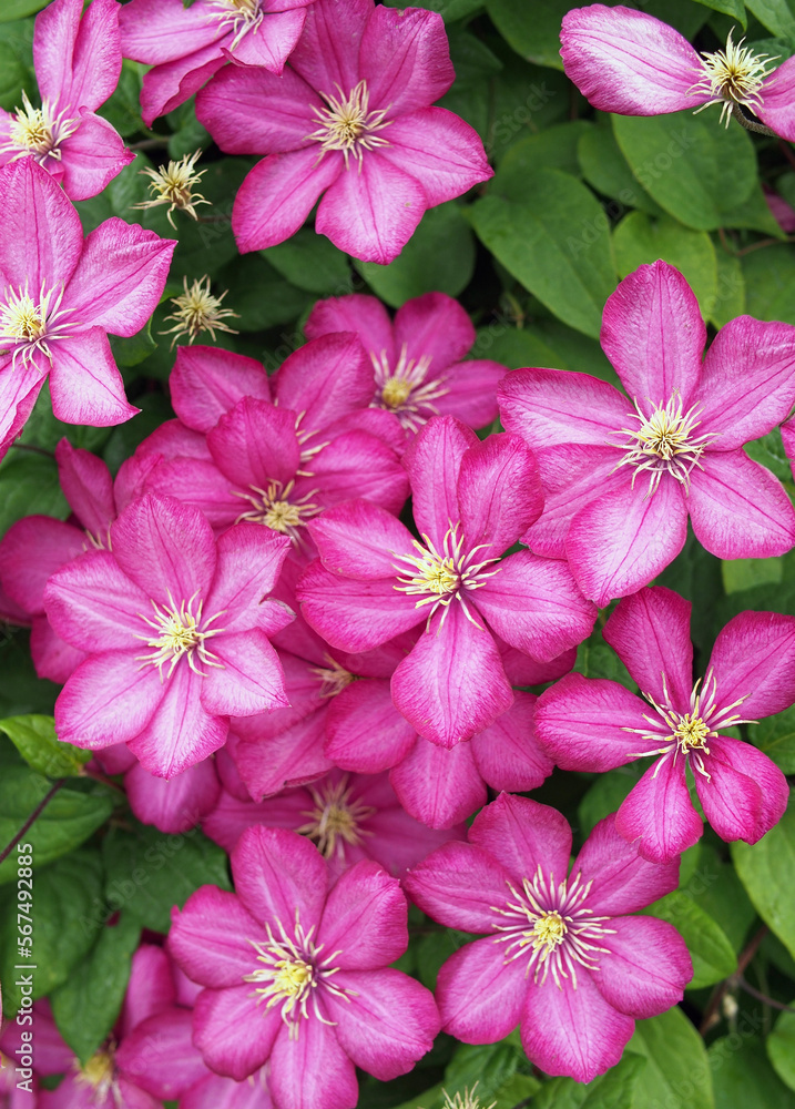 Lots of pink clematis flowers as background Lots of pink clematis flowers as background