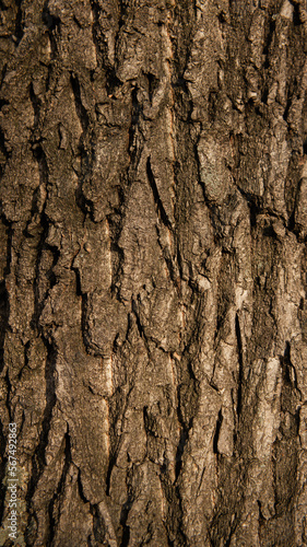 Tree bark with sunset sunlight