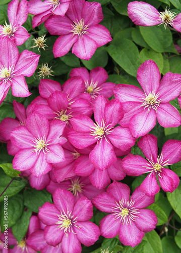 Lots of pink clematis flowers as background © goldika