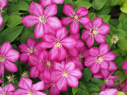 Wallpaper Mural Lots of pink clematis flowers as background Torontodigital.ca