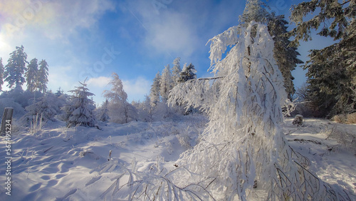 Winterwald