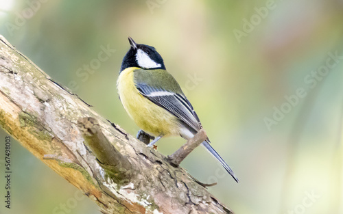 A Great Tit. A female great tit sits on the branch. Bird with white cheeks, yellow underparts and olive upper parts, black head and neck. Small size bird with olive beautiful background. 