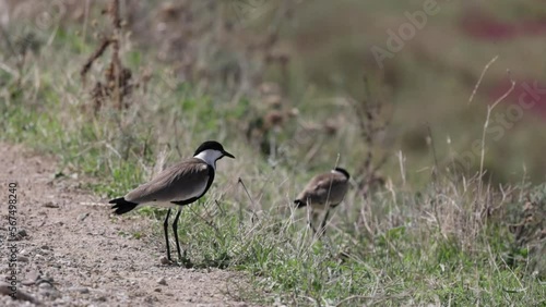 Spur-winged lapwing or plover Vanellus spinosus on Delta Evros Greece.