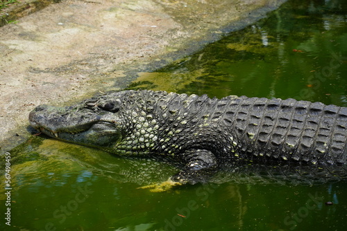 Giant Black Caiman (melanosuchus niger) Alligatoridae family near Manaus, Amazonas state, Brazil.