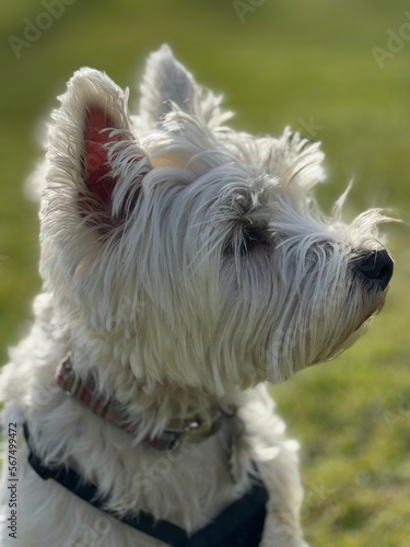 west highland white terrier © Moonphase