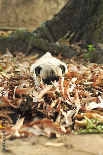 Pug autumn