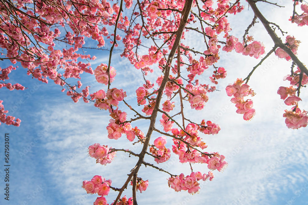 Looking up through the branches of a blooming cherry tree Looking up through the branches of a blooming cherry tree
