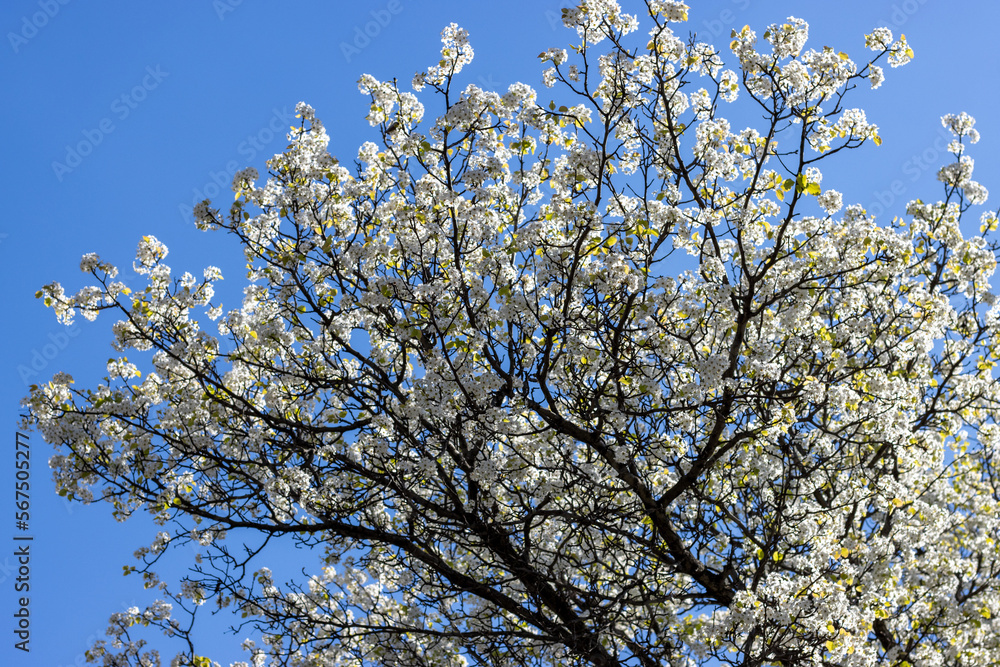 Tree with White Flowers in Spring