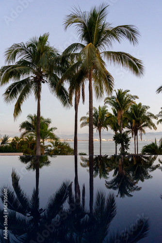 Palm Trees Reflected in Pool © Ziven Anderson