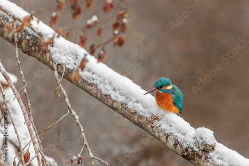 Common kingfisher   alcedo atthis   sitting on the branch and search for prey  in a natural winter and snowy environment