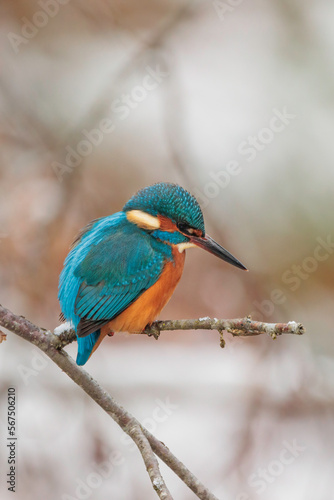 Vertical Portrai of a Common kingfisher ( alcedo atthis ) sitting on the branch and waiting for prey in a natural winter and snowy environment