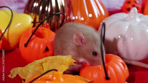 A white Dumbo rat sits near pumpkins and halloween decorations.