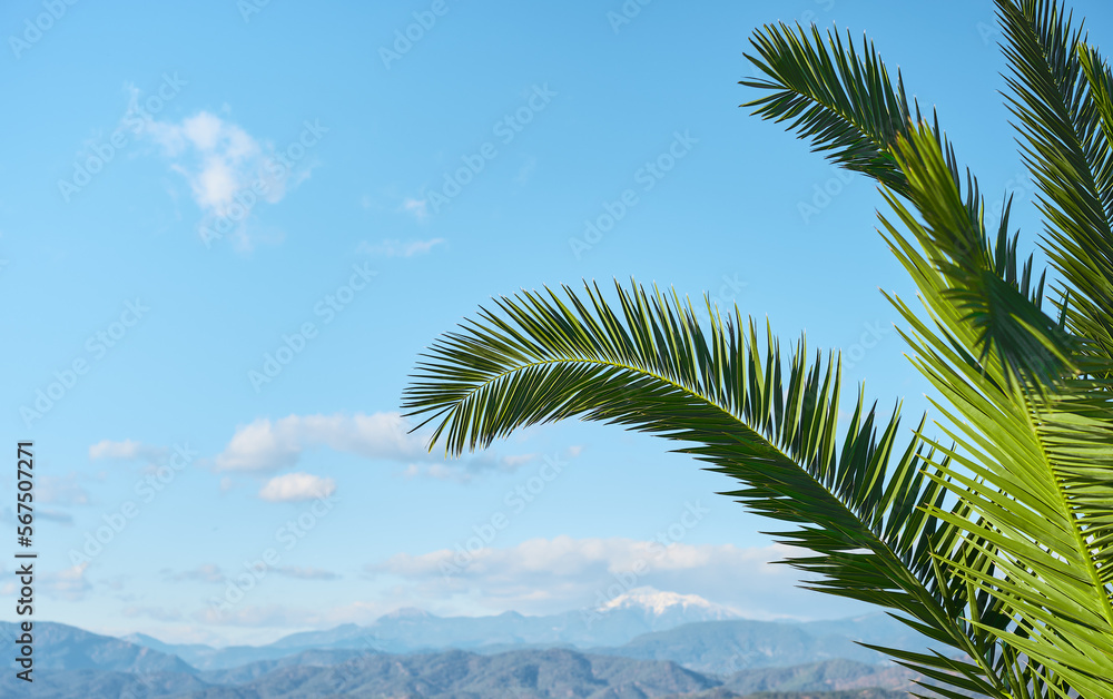 Nature background, natural palm tree leaves against blue sky and snow-capped mountains, holidays, vacation postcard concept