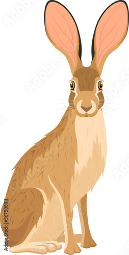 Vector illustration of a seated jackrabbit with its head turned toward the viewer. photo