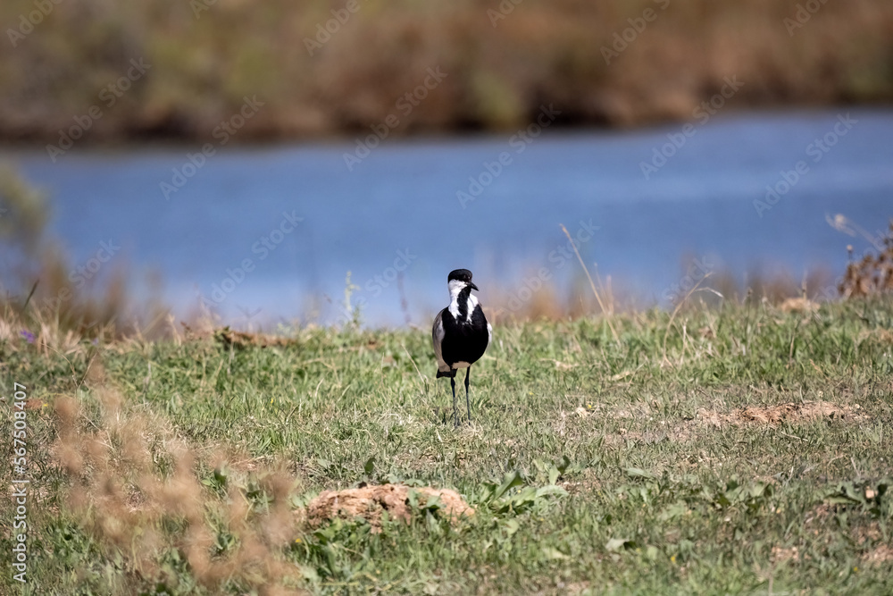 Spur-winged lapwing or plover Vanellus spinosus on Delta Evros Greece.