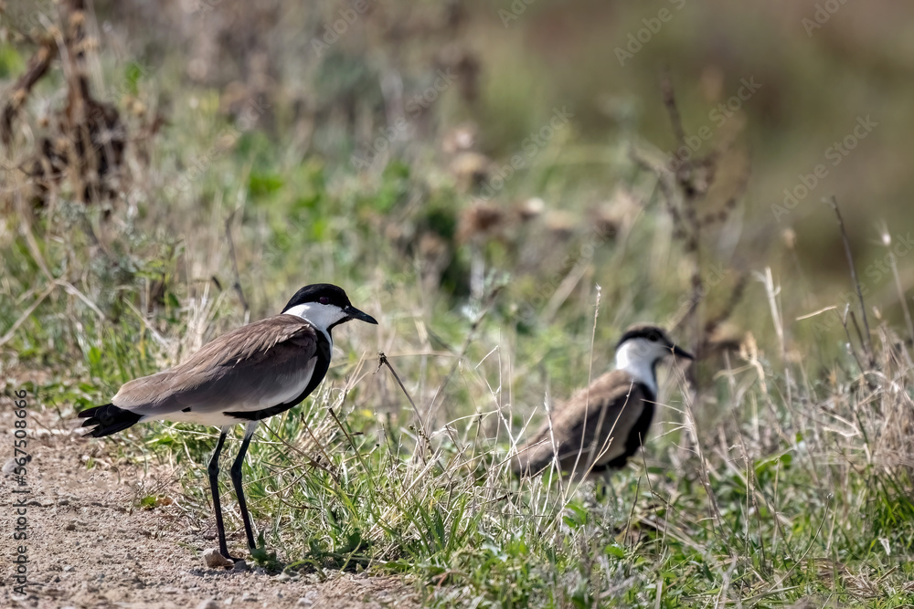 Spur-winged lapwing or plover Vanellus spinosus on Delta Evros Greece.