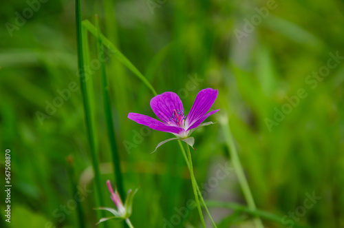 forest geranium flower grows in the forest, in the field