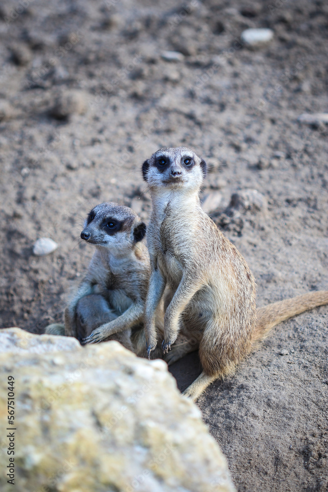 Fototapeta premium Meerkats look at camera
