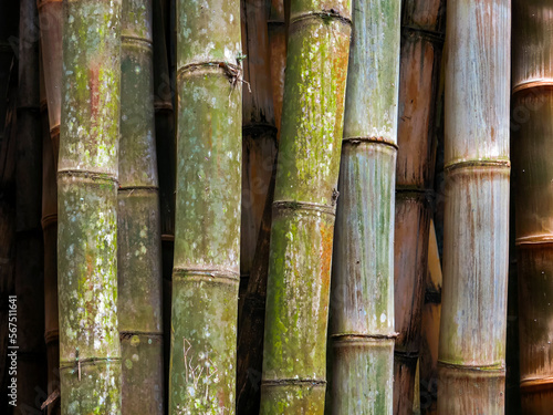 Bambu IMG_8940