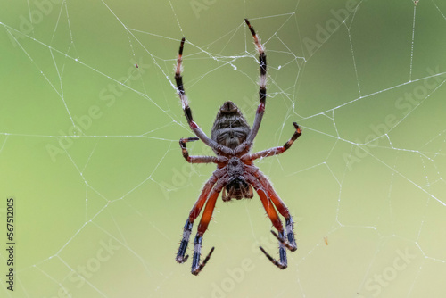 Australian Orb Weaver spider in web