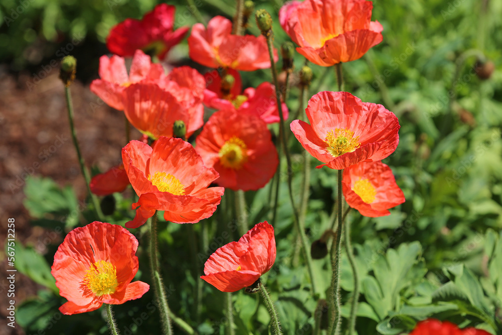 Obraz premium Red Poppy flowers - Fort Worth Botanic Garden, Texas