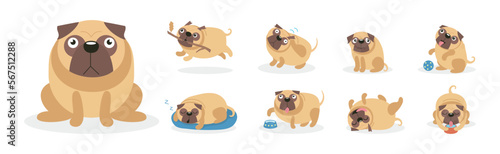 Cute Pug Dog and Canine with Wrinkled Snout Vector Set