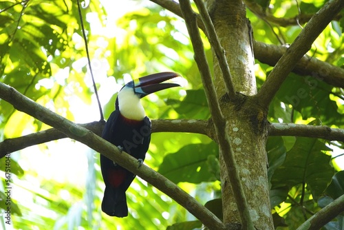 The white-throated toucan (Ramphastos tucanus) Ramphastidae family. Amazon rainforest, Brazil. photo