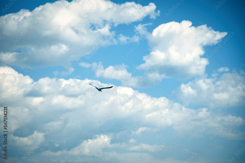 Fototapeta premium bird flying in the sky