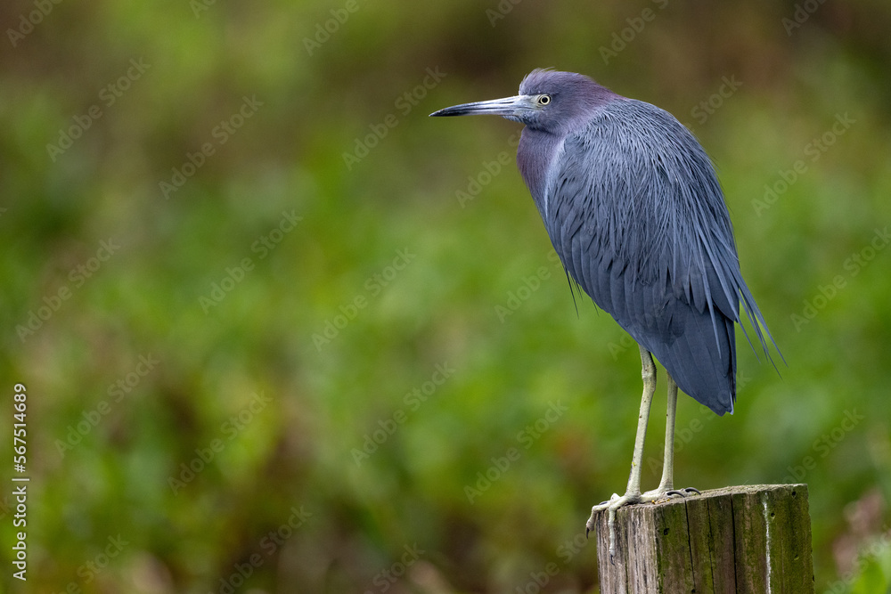 Fototapeta premium Little Blue Heron sitting on post