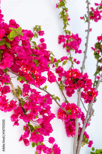 Pink flower vines on white building in Mykonos