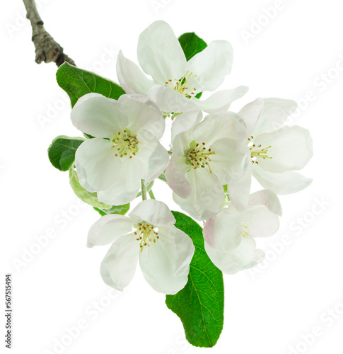 Spring blossom: branch of a blossoming apple tree. isolated. Apple trees flowers. Spring flowering of trees.