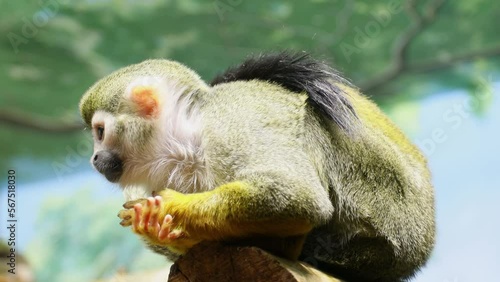Squirrel saimiri sits on the wooden log.