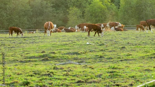 Cows graze in the meadow and eat grass.