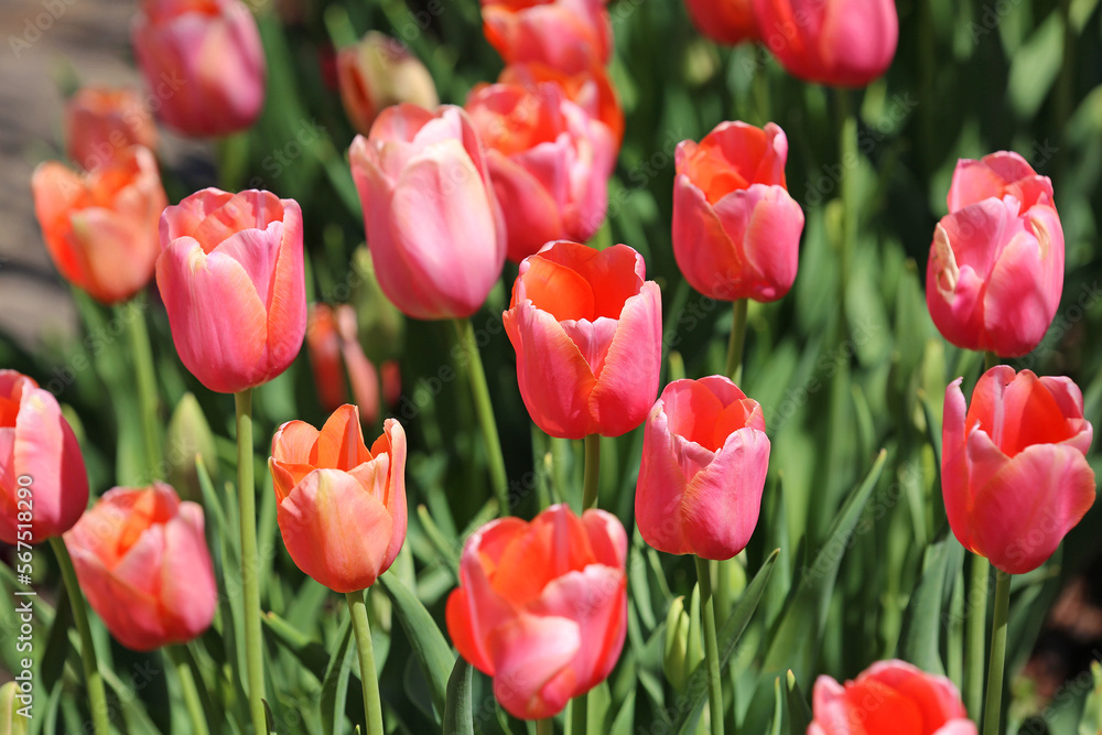 Red Tulip flowers - Fort Worth Botanic Garden, Texas