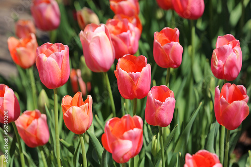 Red Tulip flowers - Fort Worth Botanic Garden  Texas