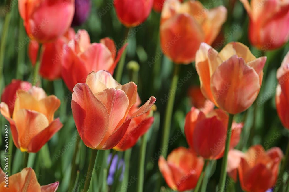 Fototapeta premium Orange Tulip close up - Fort Worth Botanic Garden, Texas