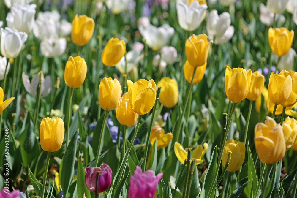 Yellow Tulip flowers - Fort Worth Botanic Garden, Texas