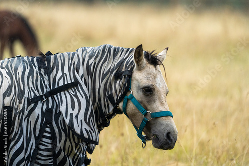 Fly protection during summertime  Horse with fly blanket zebra pattern  close up