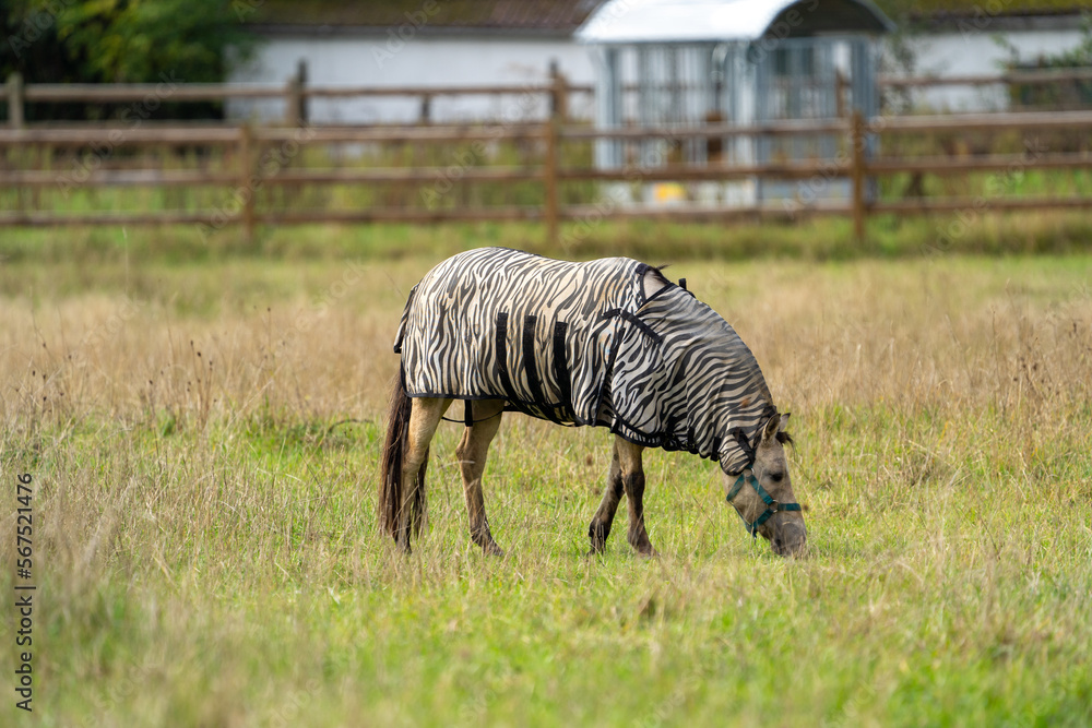 Obraz premium Fly protection during summertime; Horse with fly blanket
