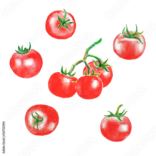 Tomatoes, red vegetables, watercolor illustration 
