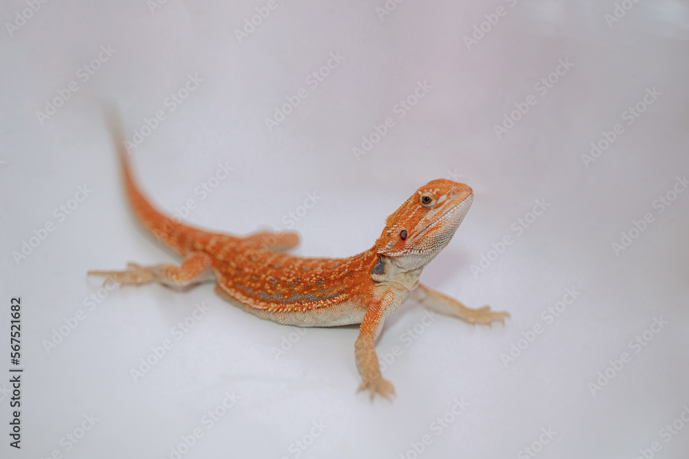 Naklejka premium Red bearded Agama iguana on white background. Pogona is genus of reptiles. Cute amazing animal from Australia. Content of exotic lizard at home. High quality photo