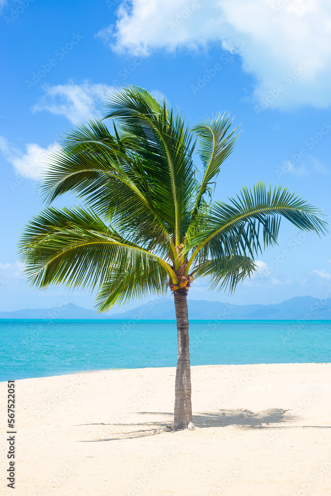 Coconut Palm on a sandy beach on a sunny day. Travel and tourism