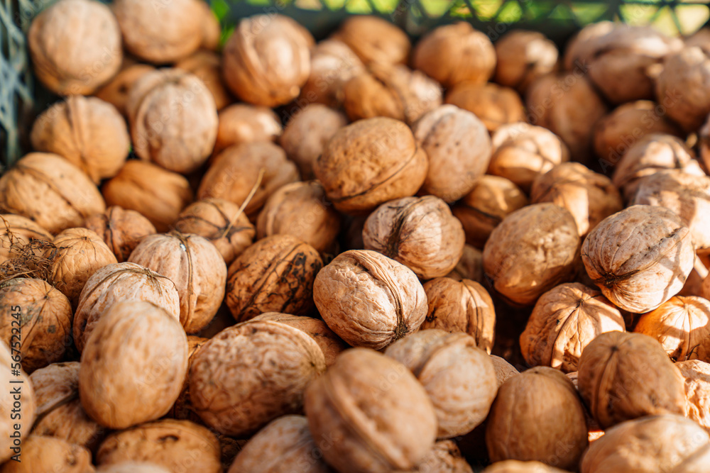 boxes of walnuts. harvesting nuts on the farm. boxes of walnuts. harvesting nuts on the farm.