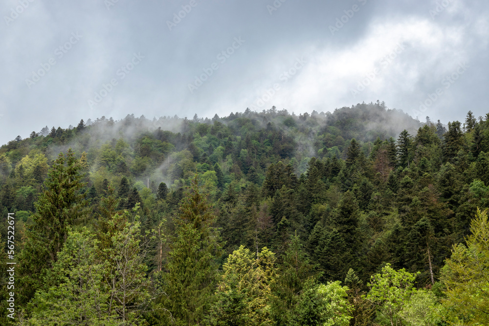 Là où les nuages rejoignent les arbres Là où les nuages rejoignent les arbres