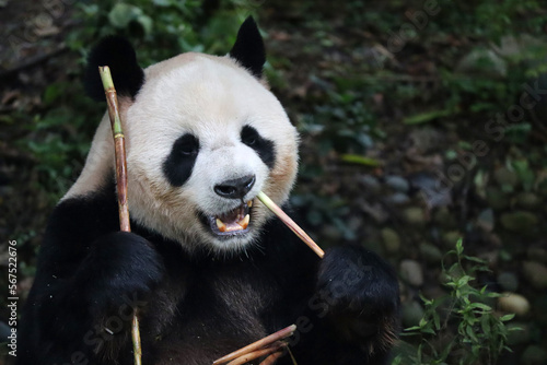 Fototapeta Naklejka Na Ścianę i Meble -  Panda eating bamboo - Chengdu Giant Panda Research Base